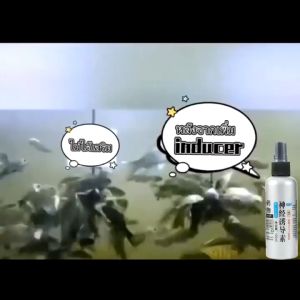 สูตรปลอดภัย ล่อปลาให้ติดเบ็ด ฟีโรโมนตกปลา สารเร่งปลากินเหยื่อ ทำให้ตกปลากับหน้าให้กับน้ำ หัวเชื้อตกปลา หัวเชื้อล่อปลา หัวเชื้อตกปลาสวาย