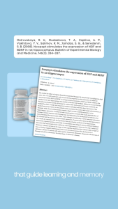 Nootropicsnow Noopept 30mg 30 Capsules - Advanced Brain Booster for Memory Focus & Mental Perform
