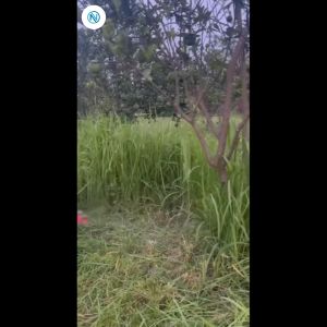 Máy cắt cỏ xăng 4 thì GX35 nòng 385 máy đeo vai cắt siêu khỏe tặng kèm lưỡi cắt cỏ bảo hành 12 tháng