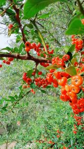 cây táo gai đỏ ngìn quả - cây phôi bonsai to đẹp khỏe