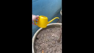 บัวรดน้ำเล็ก ฟักบัวรถน้ำ ฝักบัวรถน้ำ ที่รดน้ำต้นไม้ บัวรดน้ำพลาสติก บัวรถน้ำแคคตัส บัวรดน้ำปากยาว สีเหลือง ขนาด 1 ลิตร