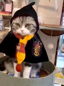 ผ้าเล่นเลี้ยง ผ้าป่า ผ้าคลุม ผ้าหมองเต้า เสื้อผ้าหมาชุดแมว ผ้าของขวา เสื้อผ้าหมาชุด ฮาโลวีน คอสเพลย์ พร้อมส่ง สัตว์เลี้ยง