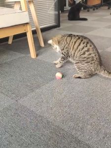 BABYPET ลูกบอลฟองน้ำ บอลสีรุ้ง ของเล่นน้องแมว ของสัตว์เลี้ยง - พร้อมส่งจากไทย