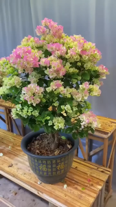 imported bougainvillea cuttings