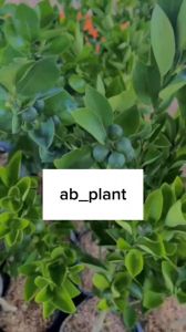 Bibit Jeruk Santang Madu Asli: Cara Menanam & Manfaat