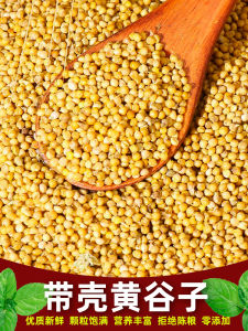 New Shell on Yellow Millet Seed Parrot Food Small Medium Size Parrot Bird Feed Bird Food Five Pounds Tiger Tail Peafowl Flower