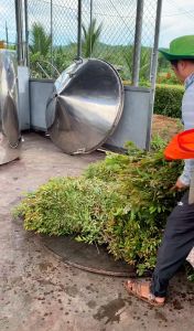 Tinh dầu Tràm Huế Làng Hạ Tăng sức đề kháng ngăn ngừa cảm mạo phong hàn ho đờm đuổi côn trùng an toàn cho trẻ 100ml