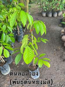ต้นลองกอง พันธุ์ตันหยงมัส 100% เสียบยอด 80-100 เซนติเมตร