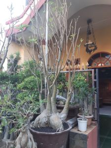 arabicum yaman jumbo tinggi 18 meter