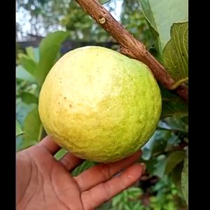 BERBUNGA...Bibit Jambu Kristal Merah Kondisi Berbunga siap Berbuah