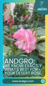 ANDGRO Foliar Spray for Flowering - Desert Rose