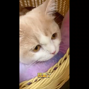 ĐỒ CHƠI GỐI NHỒI BÔNG CATNIP CHO MÈO GỐI ÔM CATNIP CHO MÈO NHIỀU MÀU SẮC