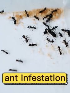 【COD + Local Seller】Never see ants again！GO Ants spray Ant killer spray organic killer Ant repellant spray 500ml Plant non-toxic long-lasting One contact with the whole litter died A bottle to solve ants. Ant bait ant killer Ant repellent spray
