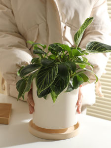 กระถางเซรามิกสีขาวขนาดใหญ่พร้อมพานสำหรับปลูกดอกไม้และพืชในบ้าน สไตล์เรียบง่าย กระถางเซรามิกสำหรับสวนและตกแต่งบ้าน