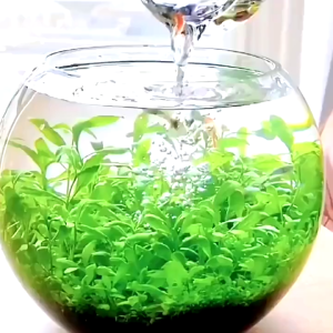 ดินปลูกไม้น้ำ เมล็ดไม้น้ำ ดินไม้น้ำ ดินใส่ตู้ปลา น้ำไม่ขุ่น ดินอุดมสมบูรณ์ ปลอดภัยต่อสัตว์น้ำ