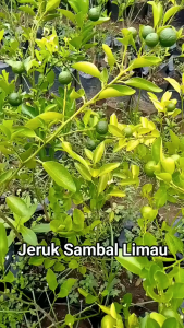 Bibit Jeruk Limau Sudah Berbuah Lebat/bibit jeruk sambal