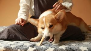 กระดูกอ่อนขัดฟัน 150กรัม ขนมขัดฟัน อบแห้งไร้มัน เป็นขนมขัดฟันสุนัข