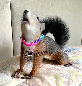 Squirrel Outdoor Rope with Replacement Collar Bell Detachable Convenient Neck Strap Style External Carry Rope Neck Collar Necklace