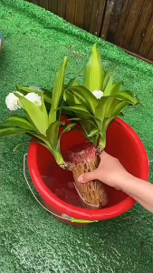 SG Brazilian Wood Dedicated Plant Fertilizer NPK Nutrient Solution Rapid Growth Anti-Yellow LeafSpecial fertilizer