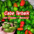 Termurah 1 KG Cabe Gendot , Cabe Bendot Ciwidey , Cabai Gendot 1 Kg. 