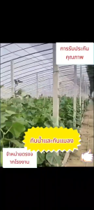 ฟิล์มกันน้ำป้องกันรังสี UV กันแมลง สำหรับโรงเรือนและสัตว์ป่า หนา 120/150 มม. ขนาด 3x5/4x5/4x10/5x7/3x10/4x10/5x10/6x10/6x13 หลังคาแก้ว PE กันน้ำ กันรังสี UV สำหรับปลูกผักและสวน