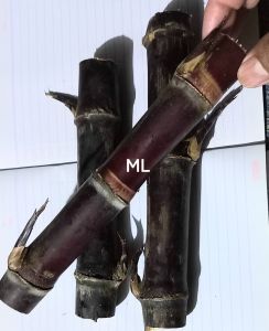 jual tebu hitam tebu ireng bisa untuk bibit 3 batang