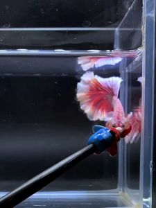 ไม้ล่อปลากัด แบบหัว ไม้หยอกล้อปลากัดไทย แบบหัวปลากัด ไม้หยอกปลากัดพระจันทร์เสี้ยว มีหลายสี