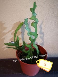 Bakawali Zig Zag / Bakawali Fishbone@1 cutting leaf/1pot