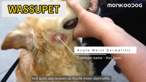 WASSUPET 100ml Pet Skin Treatment For Dogs Pet Antifungal Wound Spray for Dog and Cat For ItchingRingwormMangeAnti Tick And Flea For Dogs & Cat Skin Care