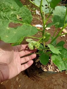 bibit pohon terong hijau | terong lalap