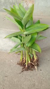 combo 20 cây dong ta dong trắng giống