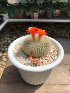 แคคตัสตลับทอง (Notocactus Haselbergii ssp. graessneri) ขนขาวนุ่มหนารอบผิว อายุ 2-3 ปี กว้าง 8 cm กระถาง 4"
