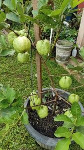 Bibit Jambu Kristal Premium - 100% Asli Hasil Cangkok + Gratis 1 Pohon Cangkokan