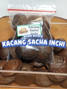 Benih Kacang Sacha Inchi Unggulan Berkualitas biji bibit repack kacang inka hydroponik hidroponik sayuran sayur tanaman pot