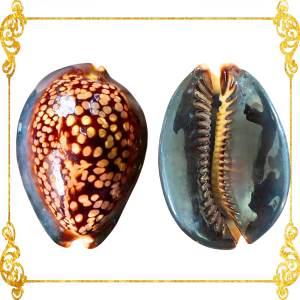 Cyprea Mauritiana | Humpback Cowrie | 2 - 4 Inches