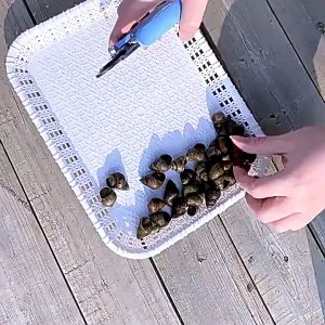 Kìm cắt đuôi ốc  Dụng cụ bấm loại bỏ đầu ốc làm bằng thép không gỉ có đầu mở lắp đá tiện lợi-ESTLA