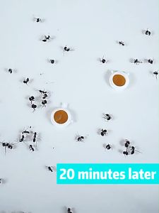 Ant Bait Ant Killer 8PCS From Japan: Direct Attack on Ant Nest