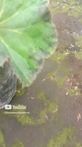 Tanaman Hias Daun Begonia Escargot Green