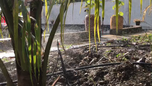 10 Béc Phun Mưa Tưới Cây G5 Cải Tiến Tưới Gốc Chống Côn Trùng (kèm van)- Tưới dừa lan cây cảnh