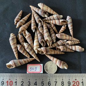 หอยสังข์ทรงกรวยขนาดเล็ก 50g la jiao cone conch shell