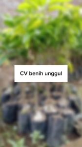 Bibit Mangga Madu 1 meter Super Okulasi Ukuran Besar