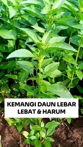 KEMANGI 10gr dan 20gr - Benih biji bibit unggul kemangi sayur sayuran murah