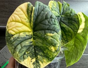 Alocasia Melo Aureaลุ้นด่างเหลืองขายแบบไข่เพาะชำส่งชำในถ้วยอบอย่างดี
