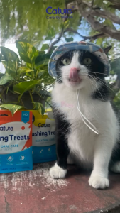 Cature Freeze Dried Dental Snack 10g Teeth Cleaning Cat Treats Oral Care Plague Snek Fresh Breath