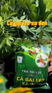 250g Trà Túi Lọc Cà Gai Leo Xạ Đen Sadu - Hỗ Trợ Men Gan Tăng Cường Chức Năng Gan Bảo Vệ Gan Hạ Men Gan (50 Túi Lọc)