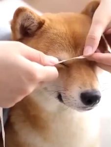 NAGASAKI - PET & HOME Adjustable Muzzle Basket Anti-Biting and Anti-Barking Breathable Mouth Cover for Dogs