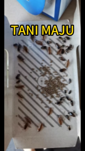 Lebih kuat pelekat Lipas rumah Cicak gam Perangkap melekit/Umpan Perangkap cichak Lipas//232