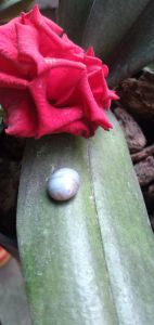 mặt nhẫn dây chuyền lắc tay đá quý sapphiare thiên nhiên  có sao 6 cánh nét.  Bao giám định toàn quốc