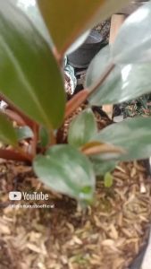 Philodendron Rojo Congo: Tanaman Hias Ukuran Sedang yang Mudah Dirawat