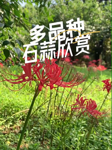 3 Củ giống hoa bỉ ngạn hoa màu hồng